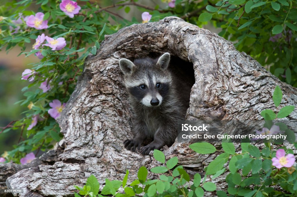 Bébé en peau de raton laveur - Photo de Raton laveur libre de droits