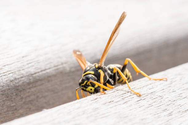 istock Wasp is sitting on a park bench and is chewing wood 830779940