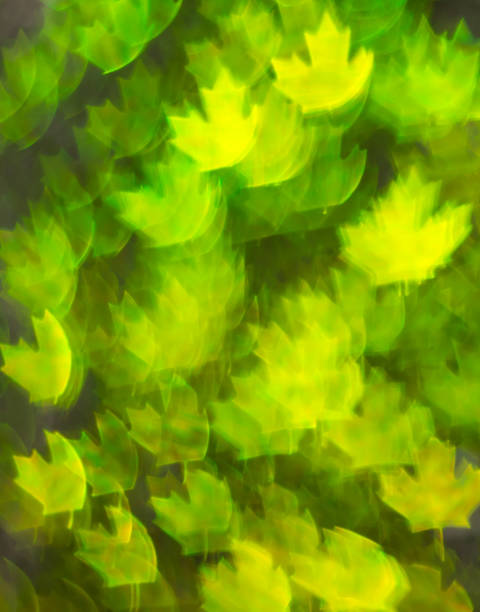 istock Beautiful background with different colored leaf, abstract background, leaf shapes on black background 830785808