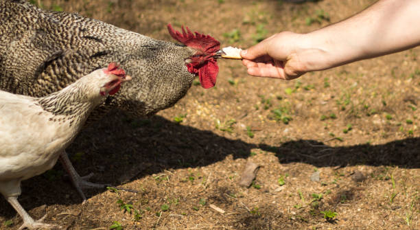 istock Rooster and hen eating a piece of bread. 830806606