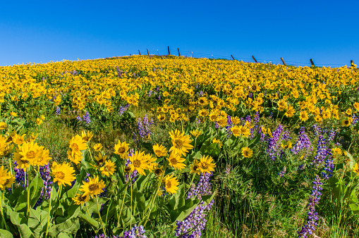 Flores silvestres Prairie con Balsamroot y lupino photo