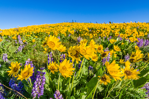 Flores silvestres Prairie con Balsamroot y lupino photo