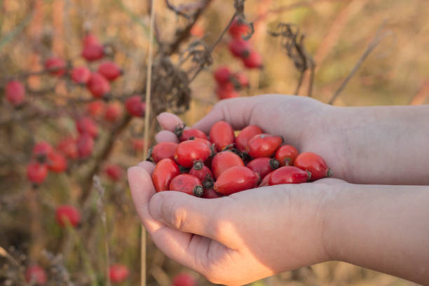 istock Rosehips in hands with rosehip background 830813264