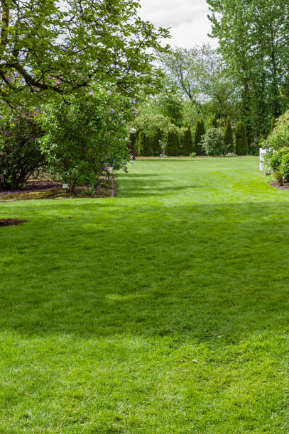 istock Green grass lawn and garden 830813960
