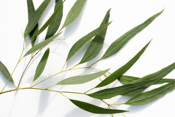 istock Eucalyptus leaves from above 830815186