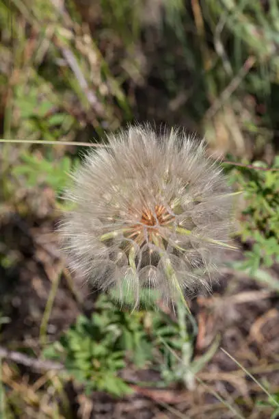 The fluffy seedhead of the Cutleaf Vipergrass is ready to spread its seeds to the wind