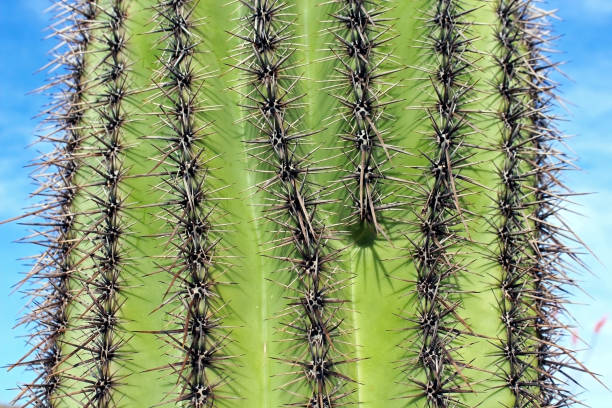 istock Stem of Giant Saguaro Cactus 830820810
