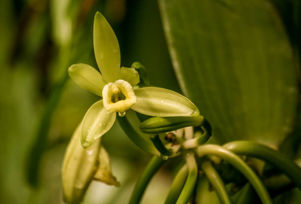 kuvapankkikuvat ja rojaltivapaat kuvat aiheesta vanilja kukka - yellow vanilla flower with green leaves