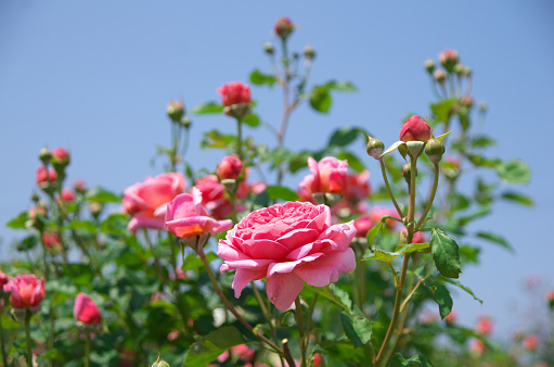 Pink rose surrounded by green, lush garden bushes.