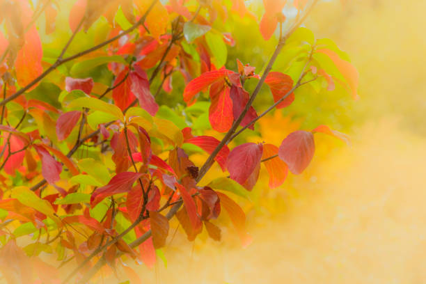 istock Autumn Dogwoods in forest, San Bernardino Mountains, CA.(P) 830849290