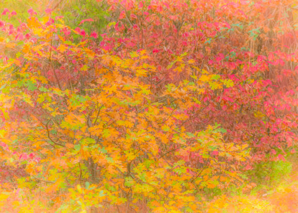Autumn Dogwoods,  Big Bear Autumn, Autumn forest, Autumn background, Dogwoods in Fall color, fall color, pastel colors, Autumn colors