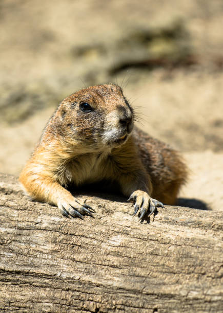 istock Vigilant Prairie Dog Taking A Rest 830852892