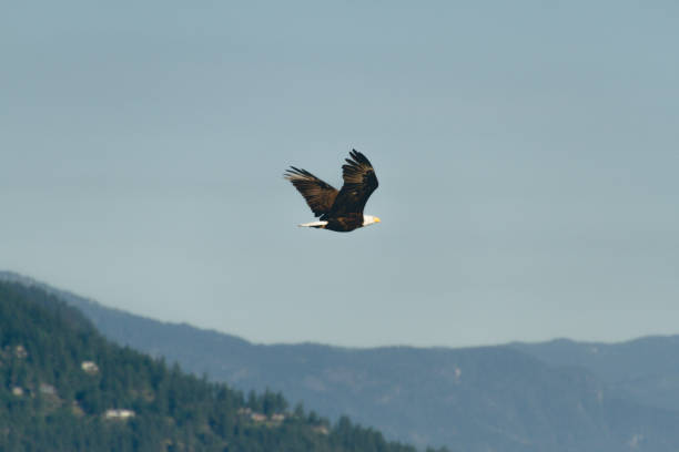 istock Lonely big bald eagle flying in air with clouds 830857410