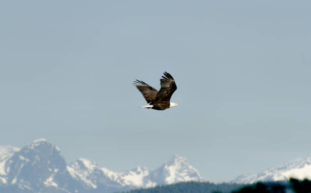 istock Lonely big bald eagle flying in air with clouds 830857638