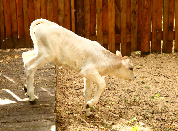 Young bull tries to lick the camera. Focus on the eyes. Cattle race: French Charolais.