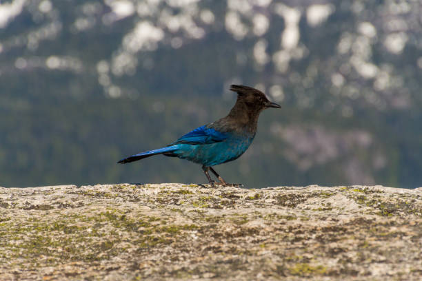 istock Steller's jay on rock in nature with mountains background 830861246