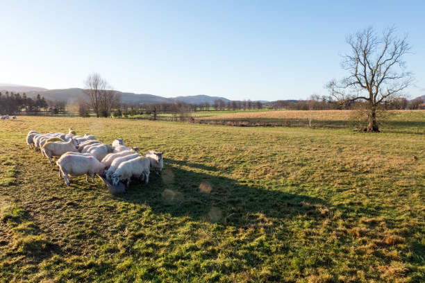 istock Herd of sheep feeding on a sunny winters day 830862988