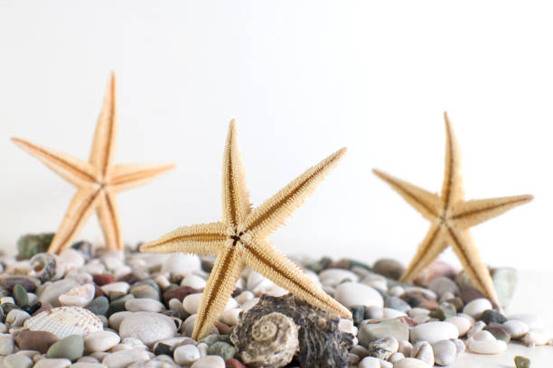 istock A Star Fish Standing on Shell Fish as Winner front of Another Ones, White Background 830863448