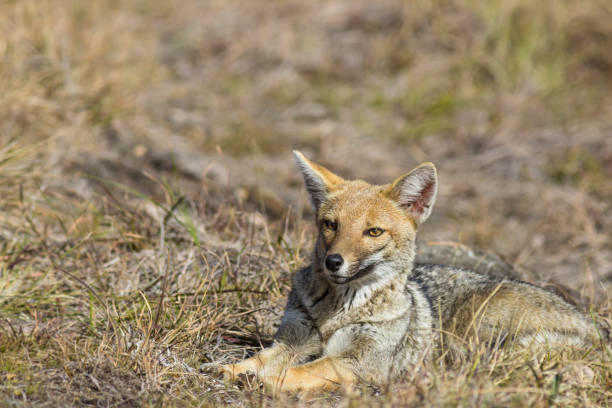 istock Mammal known as 