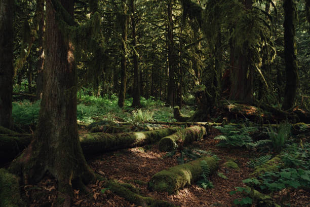 istock Green remote rainforest with moss on trees and ground 830864342