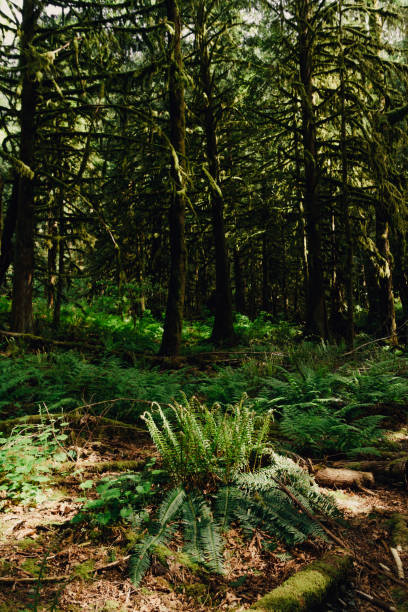 istock Green remote rainforest with moss on trees and ground 830864518