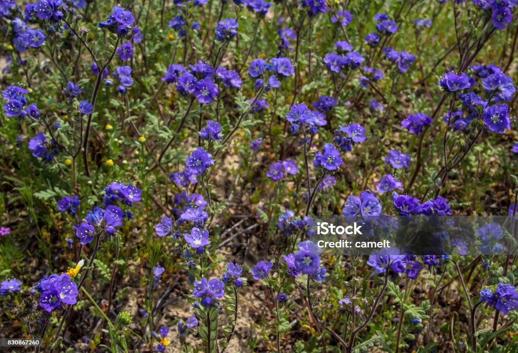 Violeta Flor Silvestre En El Campo De La Naturaleza Foto de stock y más banco de imágenes de Aire libre - iStock Violeta Flor Silvestre En El Campo De La Naturaleza Foto de stock y más banco de imágenes de Aire libre - iStock