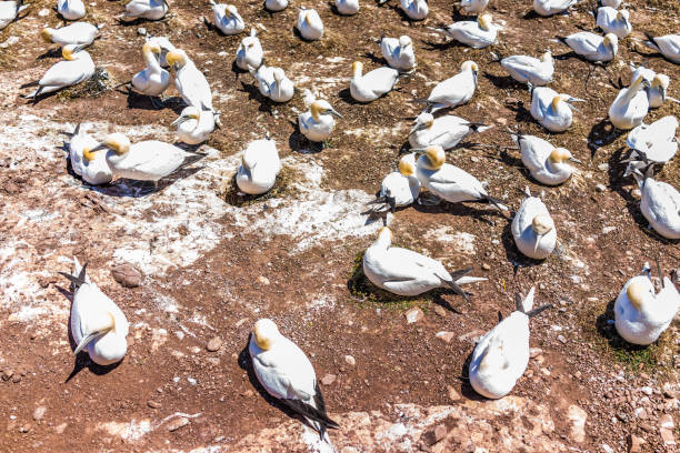 istock Closeup down view of white Gannet bird colony nesting on cliff on Bonaventure Island in Perce, Quebec, Canada by Gaspesie, Gaspe region 830873200