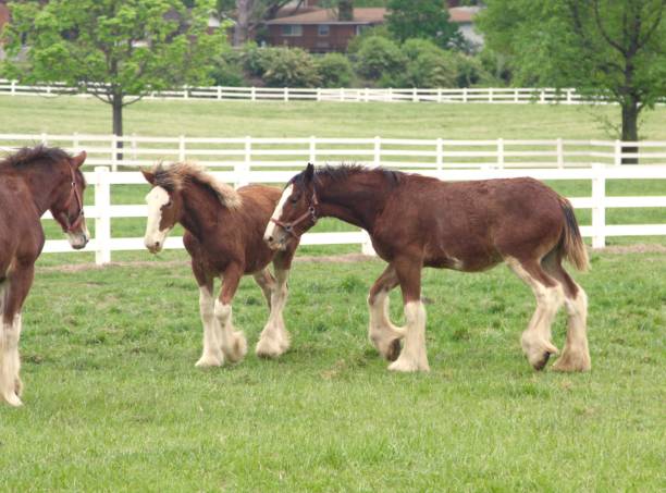 istock Young Clydesdales At Play 830874582