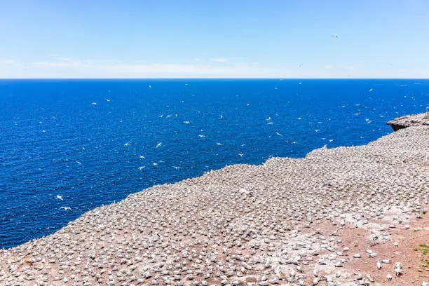 Overlook of white Gannet bird colony nesting on cliff on Bonaventure Island in Perce, Quebec, Canada by Gaspesie, Gaspe region