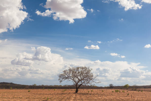 Landscape punished by long dry weather at northeastern region of Brazil Landscape punished by long dry weather at northeastern region of Brazil paraiba photos stock pictures, royalty-free photos & images