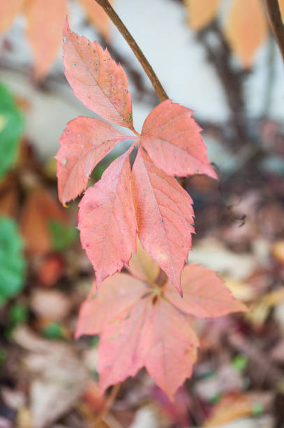 istock autumnal red leaves in a garden 830879482