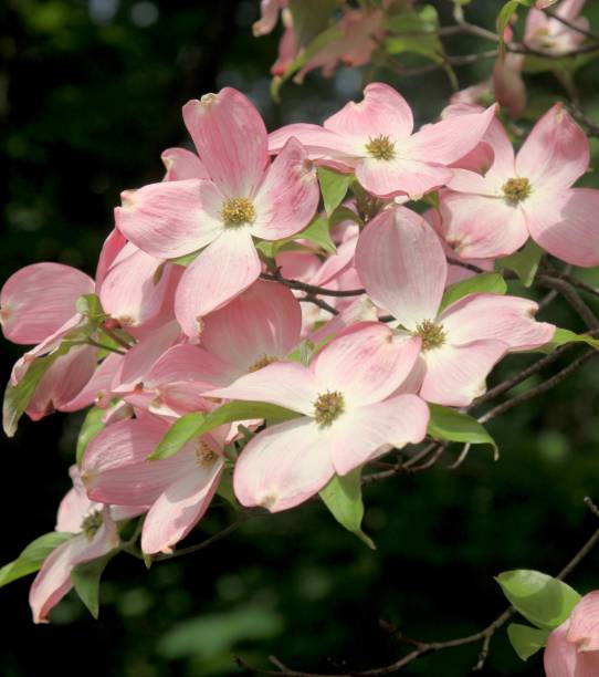 istock Dogwood Blooms 830883842