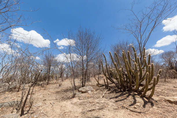 paisaje castigado por tiempo largo seco en la región noreste de brasil - estepa fotografías e imágenes de stock