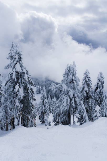 istock Snowboarder in forest riding down the hill 830885094