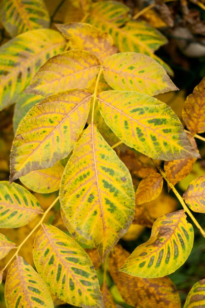 istock autumnal yellow leaves 830899730