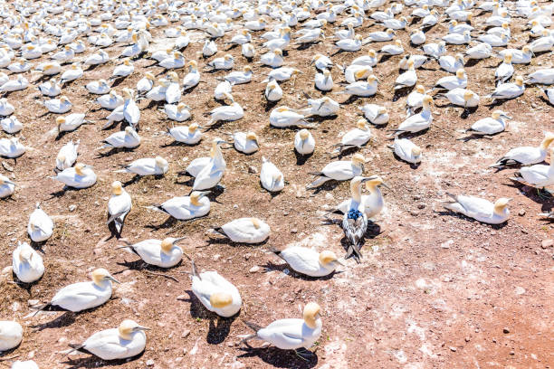 istock Closeup down view of white Gannet bird colony nesting on cliff on Bonaventure Island in Perce, Quebec, Canada by Gaspesie, Gaspe region with unique spotted bird 830912926