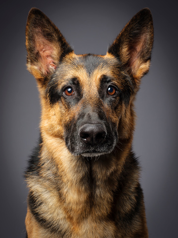 A close-up of a purebred German Shepherd dog looking directly at the camera.