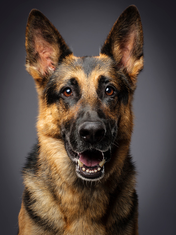A close-up of a purebred German Shepherd dog looking directly at the camera.