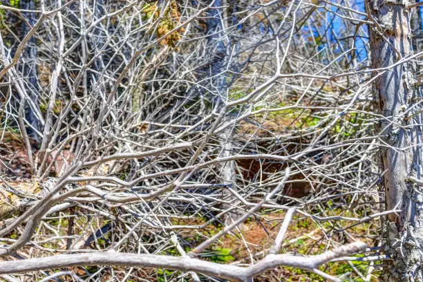 Background of dead, white bare tree branches in Bonaventure Island, Quebec, Canada