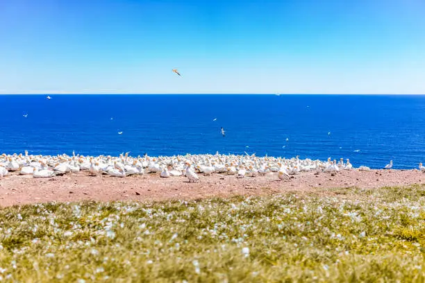 Overlook of white Gannet bird colony nesting on cliff on Bonaventure Island in Perce, Quebec, Canada by Gaspesie, Gaspe region