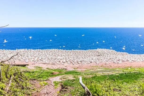 Overlook of white Gannet bird colony nesting on cliff on Bonaventure Island in Perce, Quebec, Canada by Gaspesie, Gaspe region