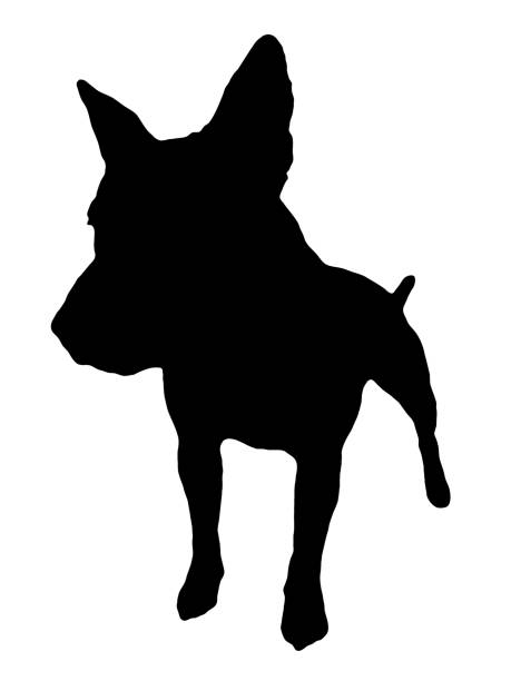 English Bull Terrier - Vector Black English Bull Terrier vector shape on a plain white background. pit bull power stock illustrations