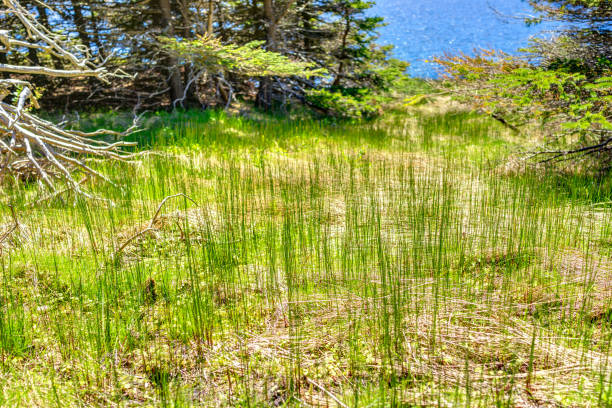 capim verde brilhante na trilha em ilha bonaventure, quebec, canadá por perce em gaspesie, gaspea área - 3695 - fotografias e filmes do acervo