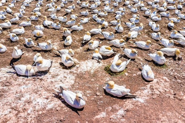 istock Closeup down view of white Gannet bird colony nesting on cliff on Bonaventure Island in Perce, Quebec, Canada by Gaspesie, Gaspe region 830954358