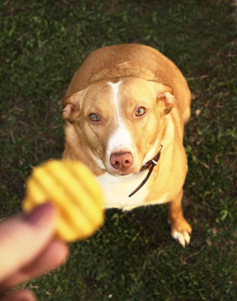 dog begging for potato chips from master hand close up outdoor photo - dog overweight pleading begging imagens e fotografias de stock