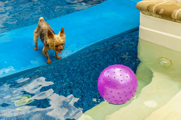 istock Yorkshire terrier, yorkies playing in the Pool with ball 830960524