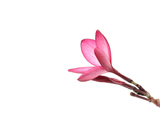 istock beautiful Plumeria flower white background 830960908