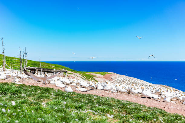 kolonia białych ptaków gannet gniazdowania na klifie z jednym ptakem lądowania na bonaventure island w perce, quebec, kanada przez gaspesie, region gaspe - 3622 zdjęcia i obrazy z banku zdjęć