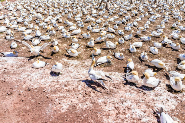istock Overlook of white Gannet bird colony nesting on cliff on Bonaventure Island in Perce, Quebec, Canada by Gaspesie, Gaspe region 830978856