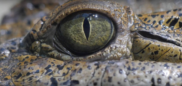 istock Eye of Crocodile 830979094